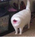 User Pan_exe_ Pan_exe_, Profilbild, Foto, Avatar