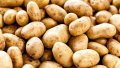 Profilbild PotatoLORD, Avatar